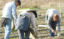 Trabajadores agrícolas