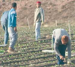 productos agrícolas regionales