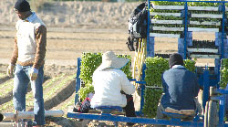 Trabajadores