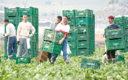 Agricultura